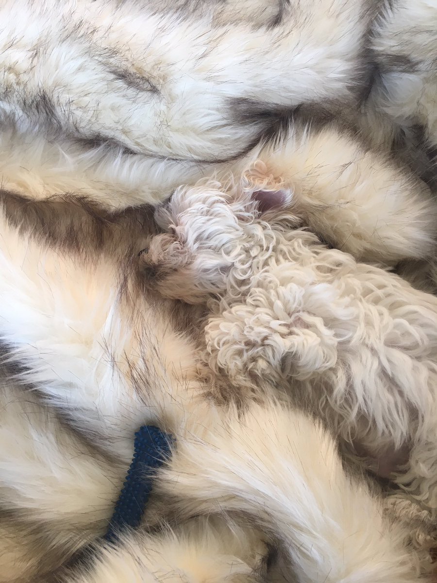 wolfietok's tweet photo. Once you see this it can't be unseen! Find the Wolfie Jr. https://t.co/Lr0dwd8ERJ