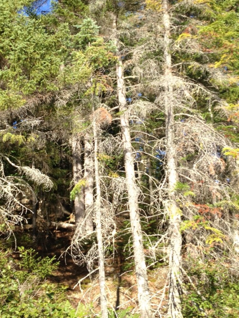 RisingSign's tweet photo. #SolarDimming weakens tree's intake of energy through photosynthesis &amp; encourages #fungus growth. #TreeDieOff⬆ #SAG✈ https://t.co/hAbYKy0VpB