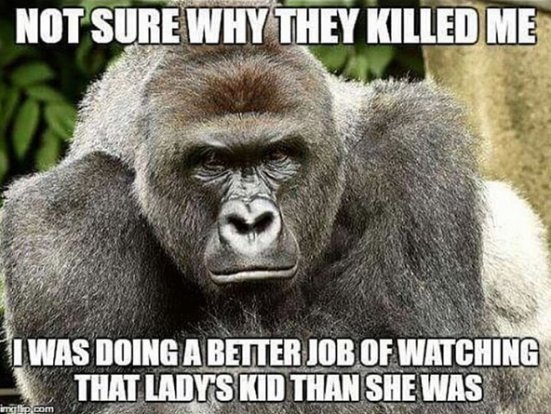_HarambesSpirit's tweet photo. Why did they shoot me fam https://t.co/LgqQSyJrW9