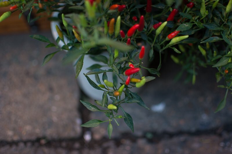 メキシカンチリペッパー