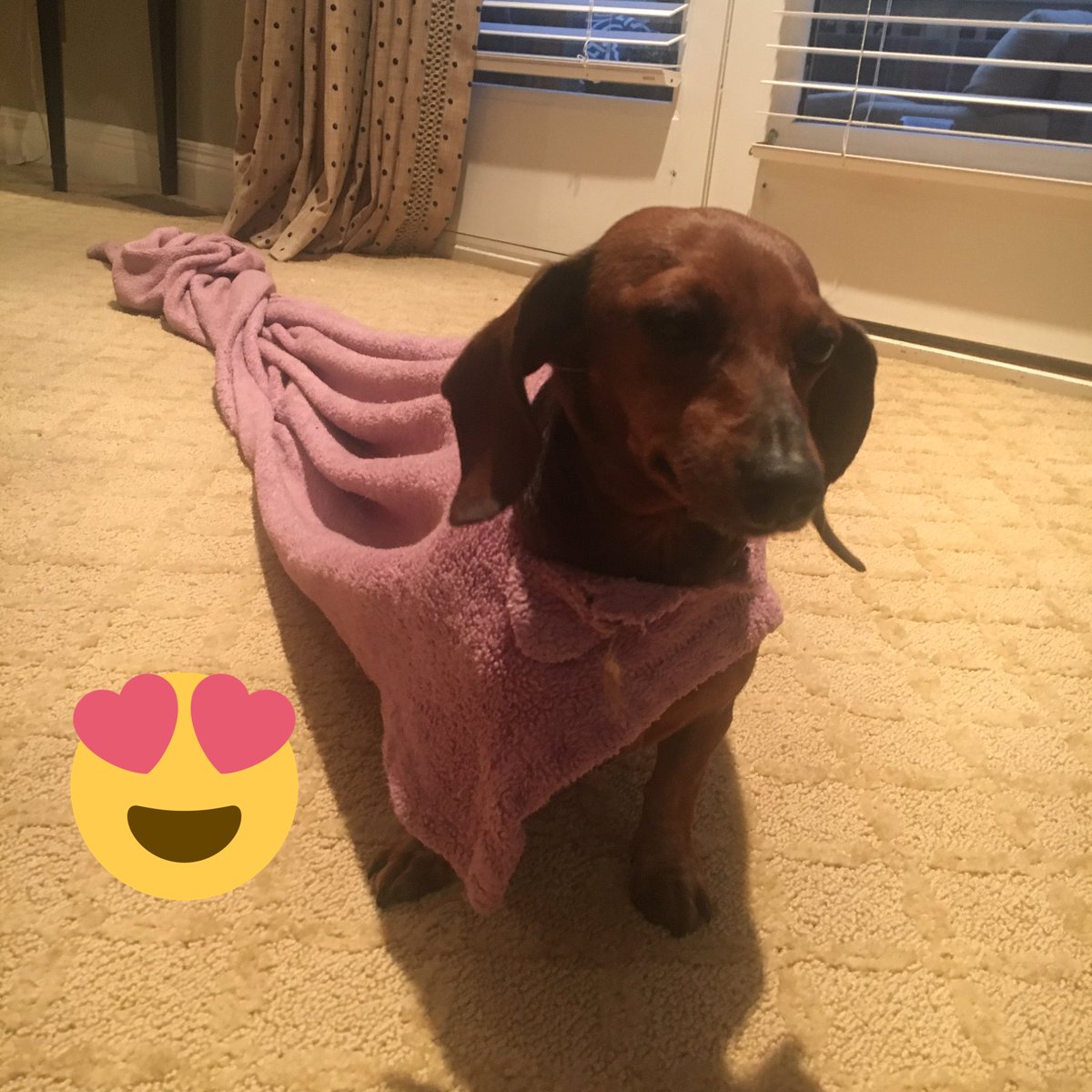 DunnCaroline's tweet photo. Guys. My dog did this all by herself 😅😍 #shewascold https://t.co/bqJdJzBTOt
