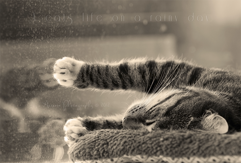 pet_moz's tweet photo. A rainy day https://t.co/d8KPCpSBgR