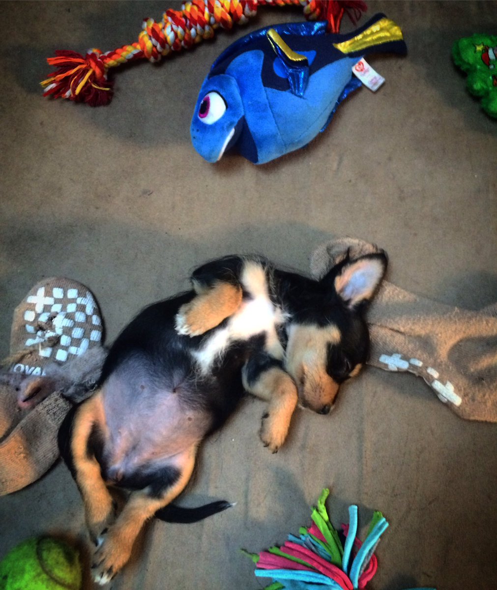 OurFosterHaven's tweet photo. Apparently, #wpRaspberry likes #SleepingWithTheFishes.... well, fish. Honestly, she only likes sleeping with #Dory. https://t.co/R9hR46uCLq
