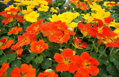 瀬生速水 本日は悠仁親王殿下の御生誕日 9月6日の誕生花は キンレンカ金蓮花 クルマユリ車百合 花言葉は 愛国心 多才な人 純潔 秋篠宮 悠仁さま