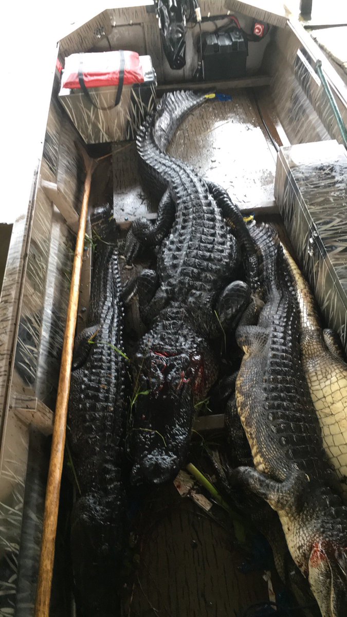 NacioSavanna's tweet photo. Thanking the good lord for another safe &amp; successful gator season 💙 https://t.co/or7xNrk20s