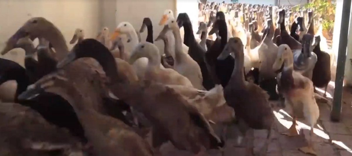 viralads9871's tweet photo. This Is What 900 Running Ducks Looks Like
https://t.co/ps6rx7ajSS
#southafrica #wine #ducks https://t.co/BXDauxptJJ