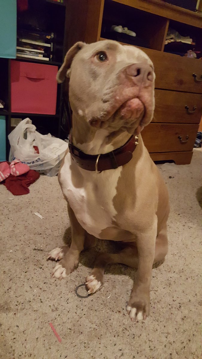 suchikuchi on twitter data karma girl pitbull pit pibble pits