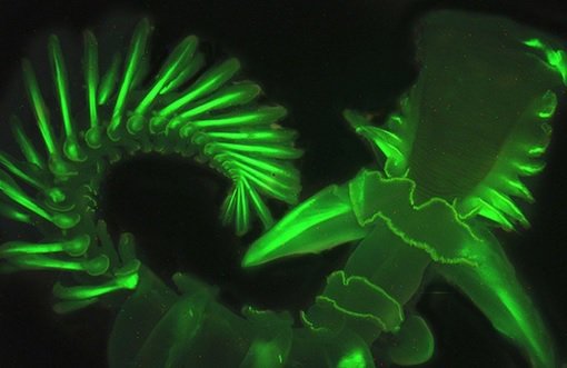 PADI's tweet photo. Can you believe that about two-thirds of all marine life remains unidentified? All the more reason to go diving! https://t.co/BshJ5nYtmw