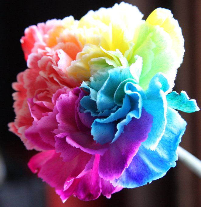 花言葉のtwitterイラスト検索結果 古い順