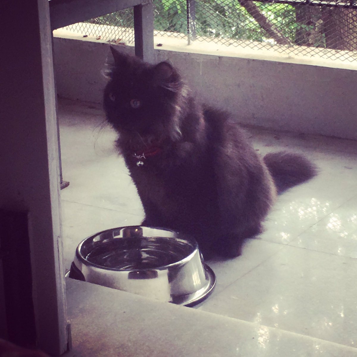 VyshDi's tweet image. #Zlatan #babyno2