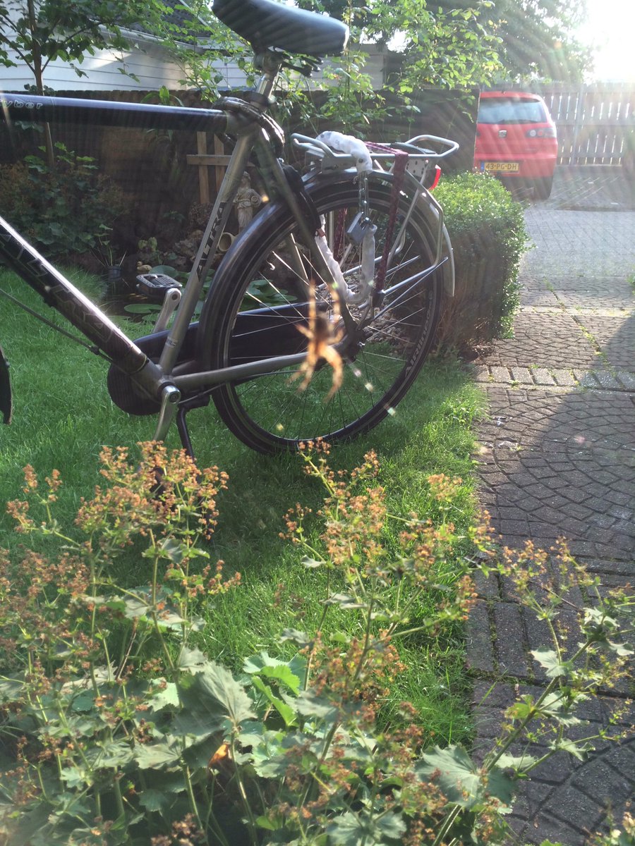 Knap werk van deze spin, maar z'n web zit aan m'n fiets vast. En laat ik die nu nodig hebben...