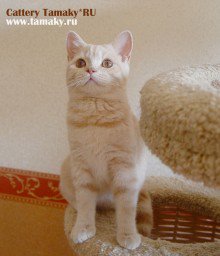 SaleCats.com tweet media