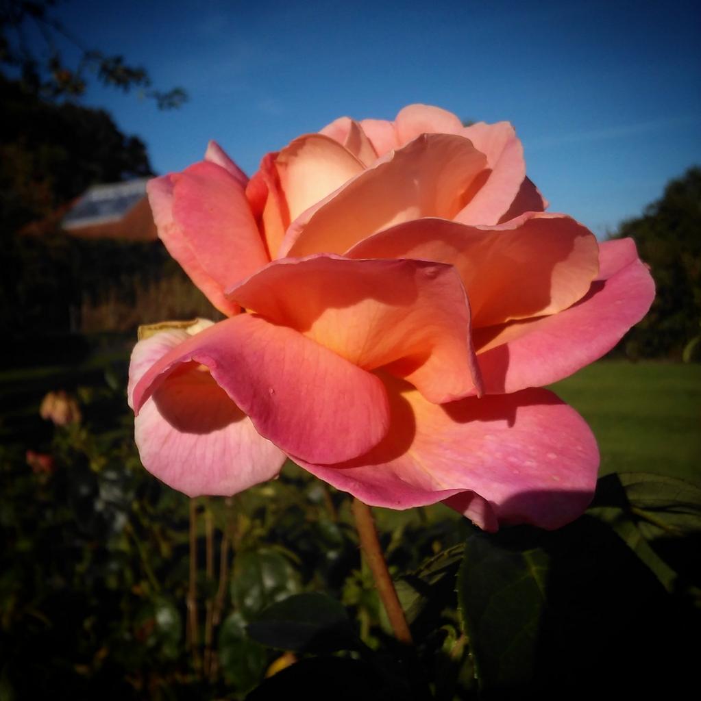 Rose "Chicago Peace" in Gunby's kitchen gardens
<a href="/nationaltrust/">National Trust</a> 
@NTmidlands 
<a href="/Lincs_Gardens/">LincolnshireGardens</a> 
#Lincolnshire