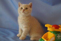 SaleCats.com tweet media