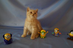 SaleCats.com tweet media