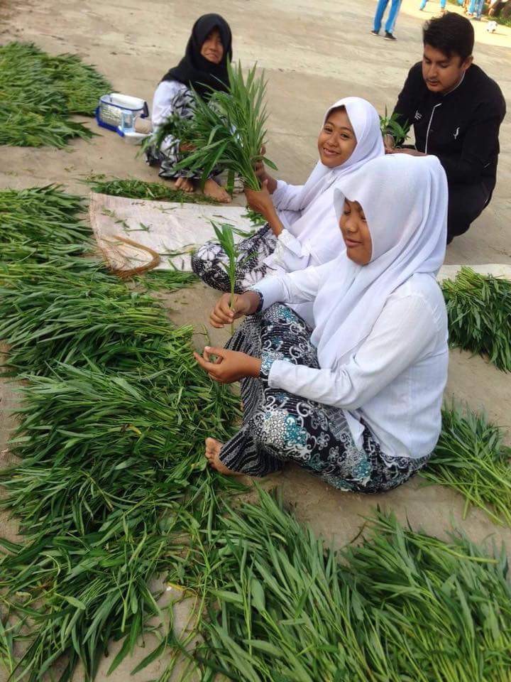 kemarin panen padi mentimun &amp; kacang panjang. Hari ini pelajar SMAN 1 Campaka panen kangkung. bsk mau panen apalagi?