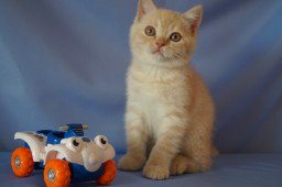 SaleCats.com tweet media