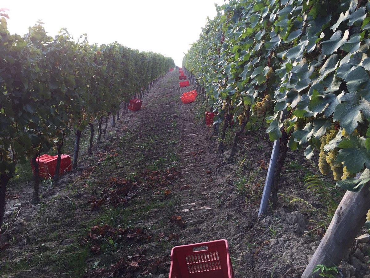 La #vendemmia2016 è iniziata!Le nostre uve #Chardonnay per il #piodilei sono pronte!