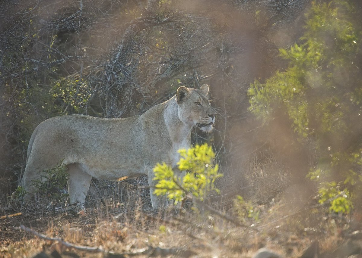 A proud Queen stands alert as she see's one of the reserves male Lions in the distance.#motherlyinstincts