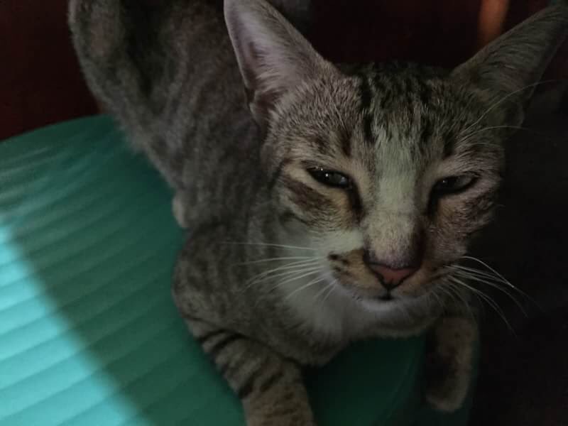 Lucu banget, ikutan makan siang 🐱