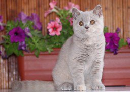 SaleCats.com tweet media