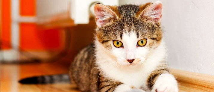 LoveThatPet's tweet photo. Did you know that #cats can be #trained? #cool #lovethatpet
https://t.co/gUInAN4MD2 https://t.co/saN7Pl6KTc