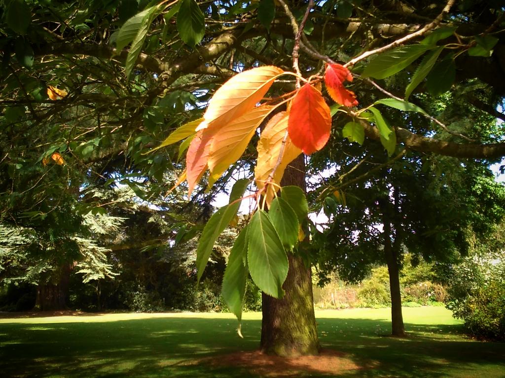 The first leaves are turning golden and red in the Gunby gardens
#autumnwatch #Lincolnshire 
@NTmidlands