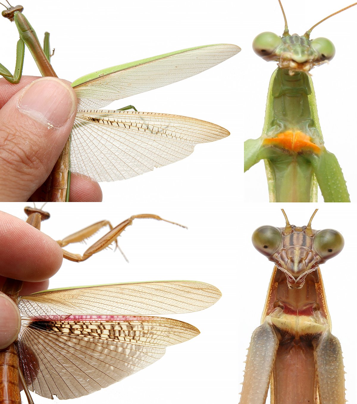 ピン セイダイ Nagashima Seidai カマキリorオオカマキリ カマキリ 別名チョウセンカマキリ と オオカマキリの概観での識別はとても難しい 識別点はリンク参照 後でいくつか写真をアップして オオカマorカマキリ のタグでクイズにしてみる