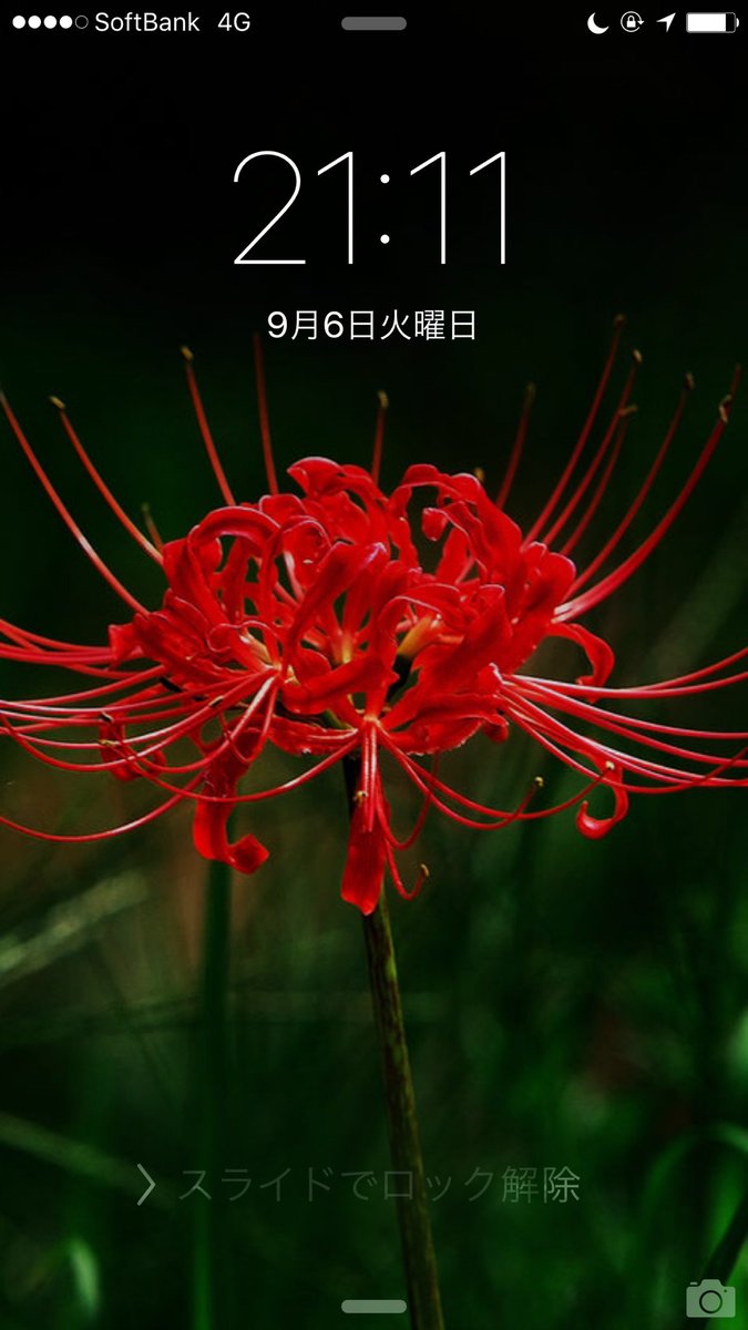 Uzivatel ヒデ Na Twitteru 夏向きの待ち受け画面をやっと9月向きに変更した 無駄に明るいのが嫌いなので こんな感じに 彼岸花は人によってはマイナスのイメージしかないかもしれないが 暗い画面に鮮やかな紅が気に入った 待ち受け画面