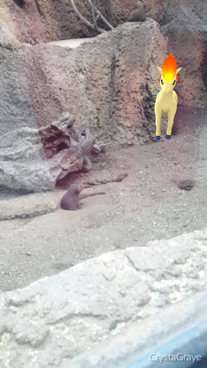 CrysAlliWhit's tweet photo. #SAZOOPokemonGo https://t.co/Z7pVn4cpUs