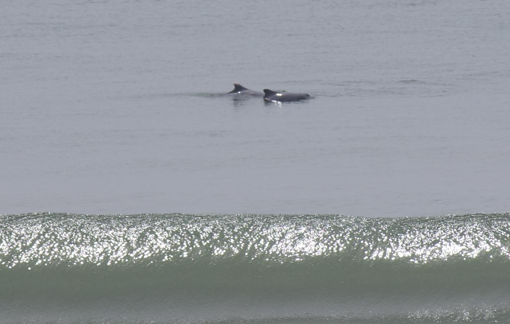 Dolphins at the beach club this morning