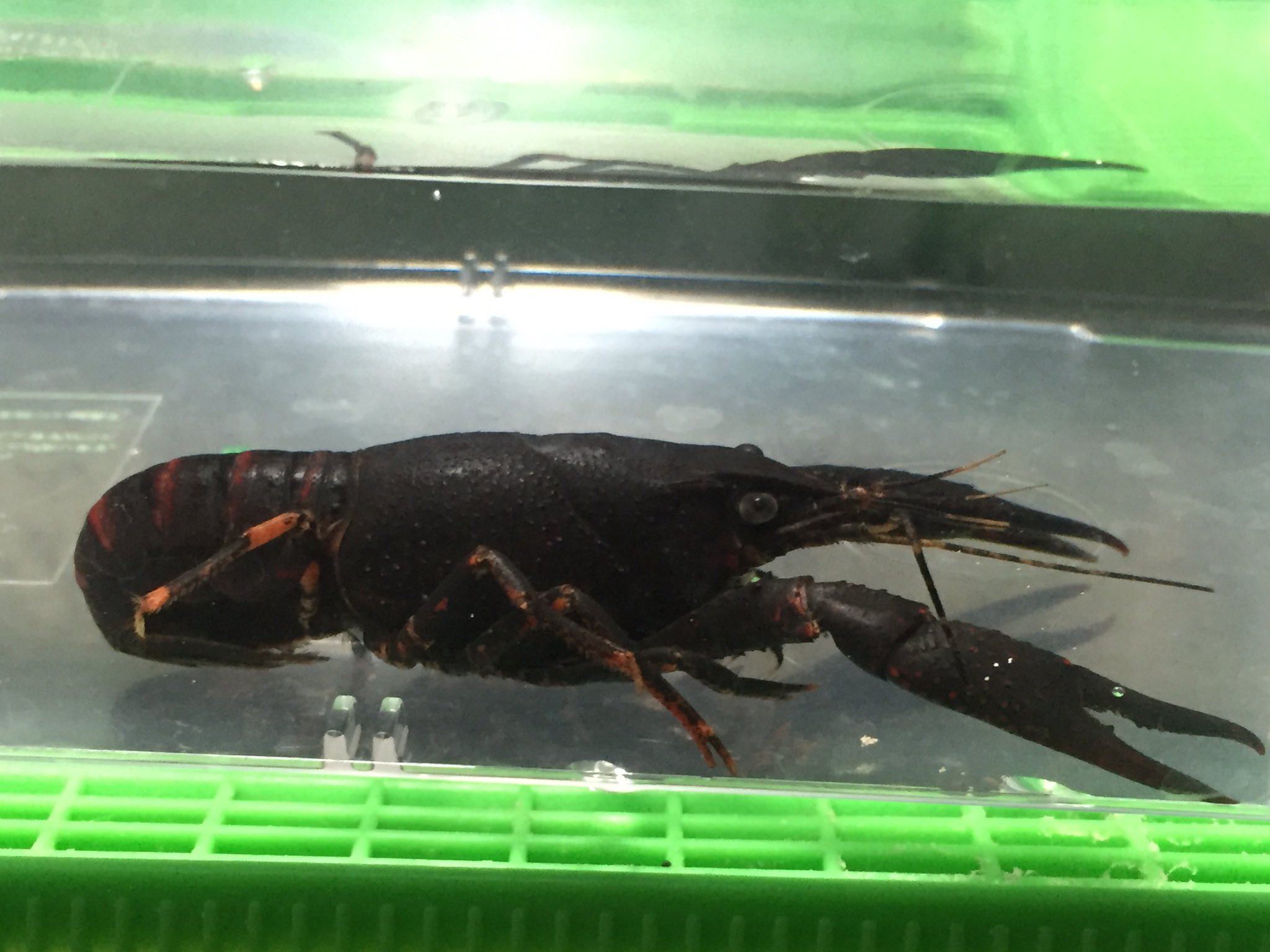 Dr T エサ用ザリガニに妙に黒いのが居たのでちょっと飼ってみる 偽クーナック君 これ汚れなのか 脱皮したら元に戻るのか エサにされてしまうのか ちゃんと飼育されるのか ザリガニ詳しくないからさっぱり分からない 黒いザリガニカッコ良い