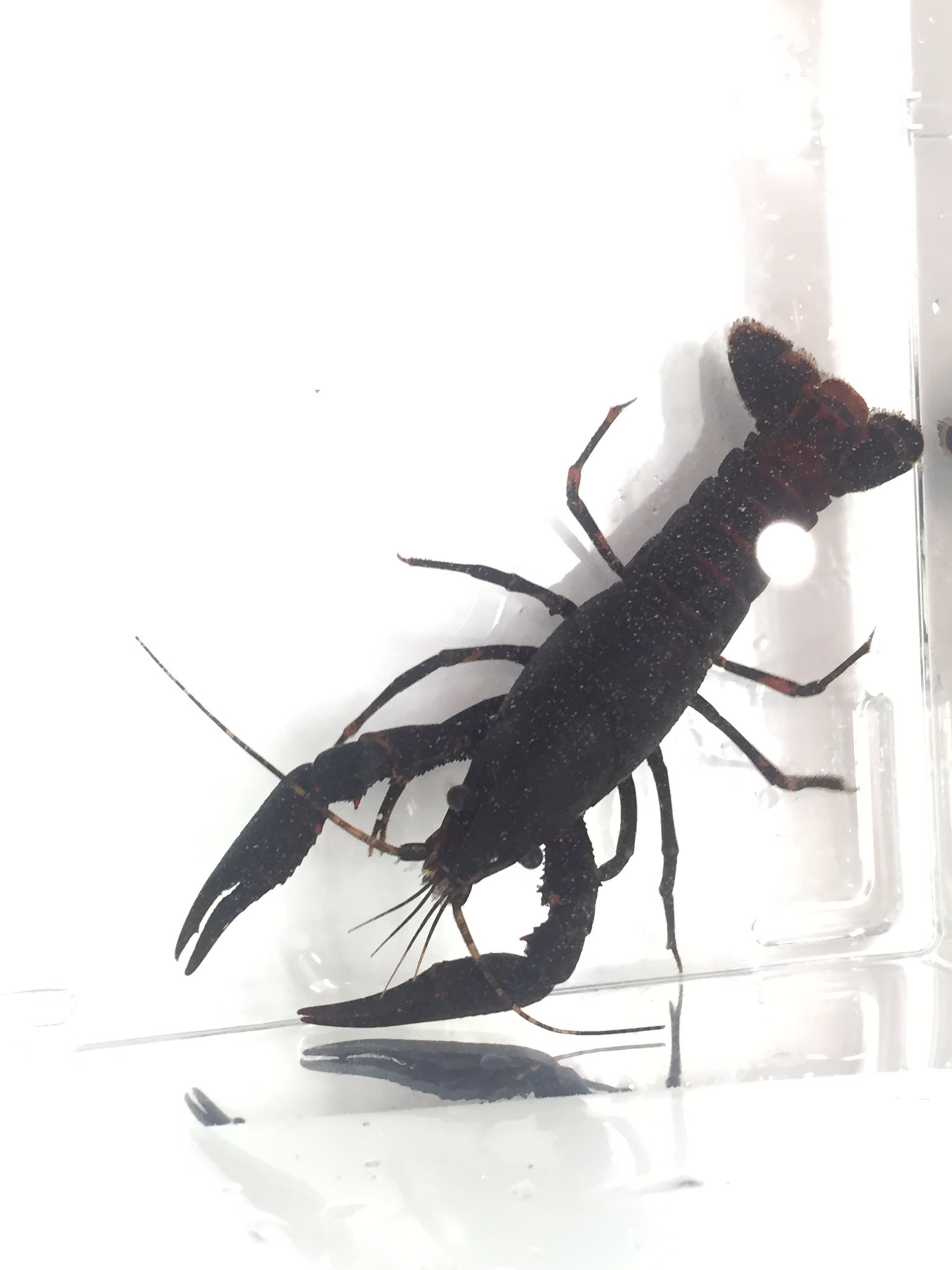 Dr T エサ用ザリガニに妙に黒いのが居たのでちょっと飼ってみる 偽クーナック君 これ汚れなのか 脱皮したら元に戻るのか エサにされてしまうのか ちゃんと飼育されるのか ザリガニ詳しくないからさっぱり分からない 黒いザリガニカッコ良い