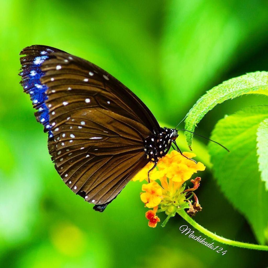 acdc00's tweet photo. ππ±ππ±ππ±ππ±ππ±
Full of energy
#macroclique #world_bestangels
#fotofanatics_alltags_
#idmacro⦠https://t.co/T22mSBfeQC https://t.co/oH63crfXIP