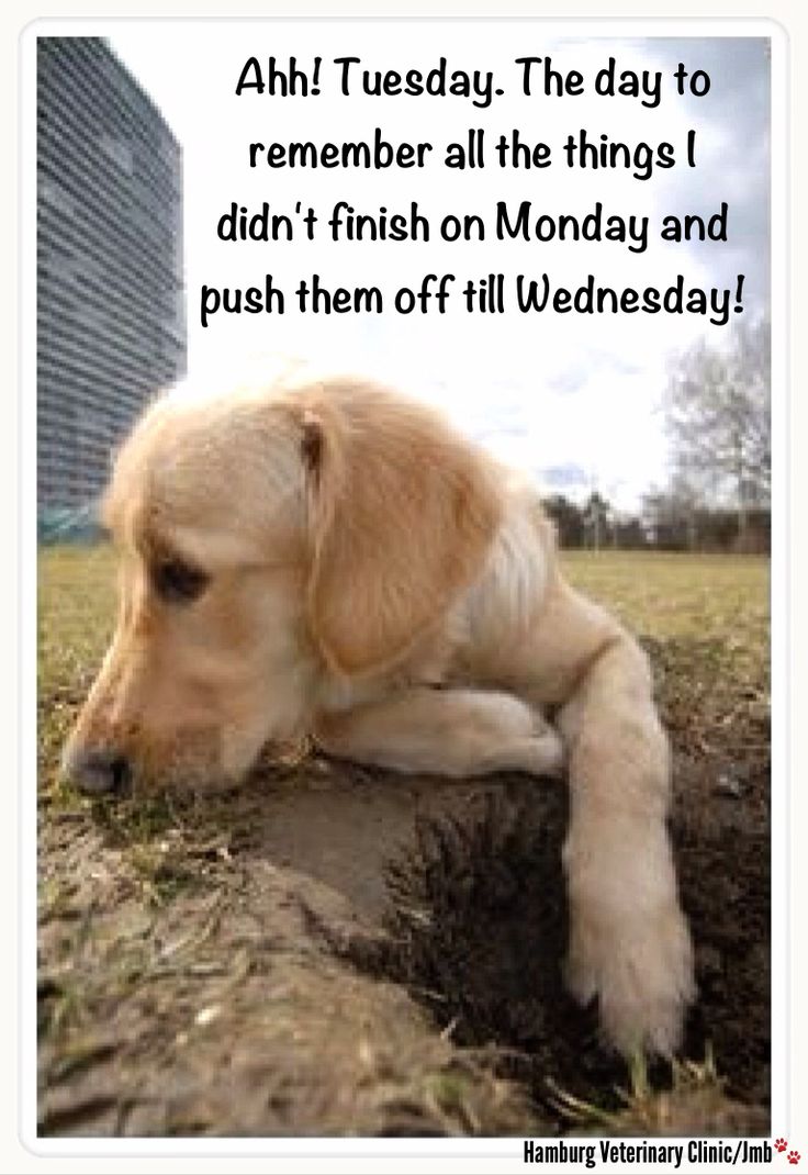 PetproBio's tweet image. To do on #Wednesday:

- Finish digging hole
- Chase the neighbours' #cat
- Remind humans to stock up on PetproBio