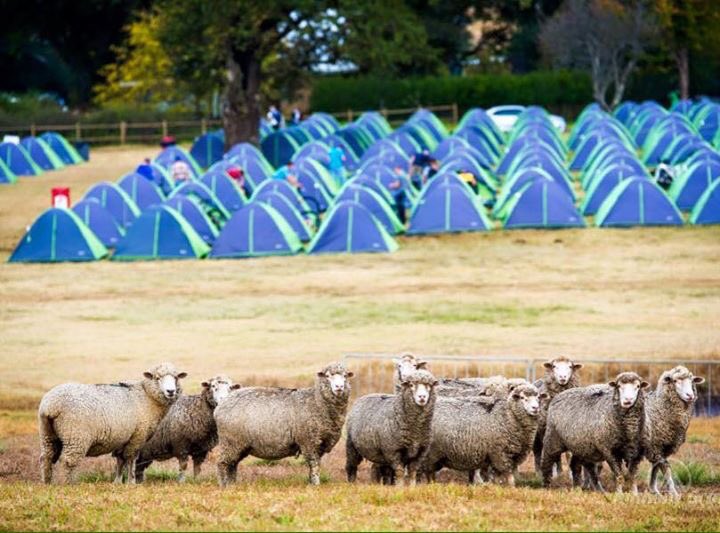 glencairntr's tweet image. These are the residents of Glencairn. Join us and the flock for a country weekend in the foothills of Sani Pass 🐑