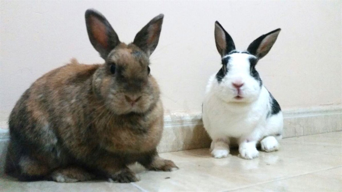 Benito y Arale buscan hogar en Barcelona. Sólo se entregarán juntos #enadopción #barcelona ow.ly/e3Xj303UfF5