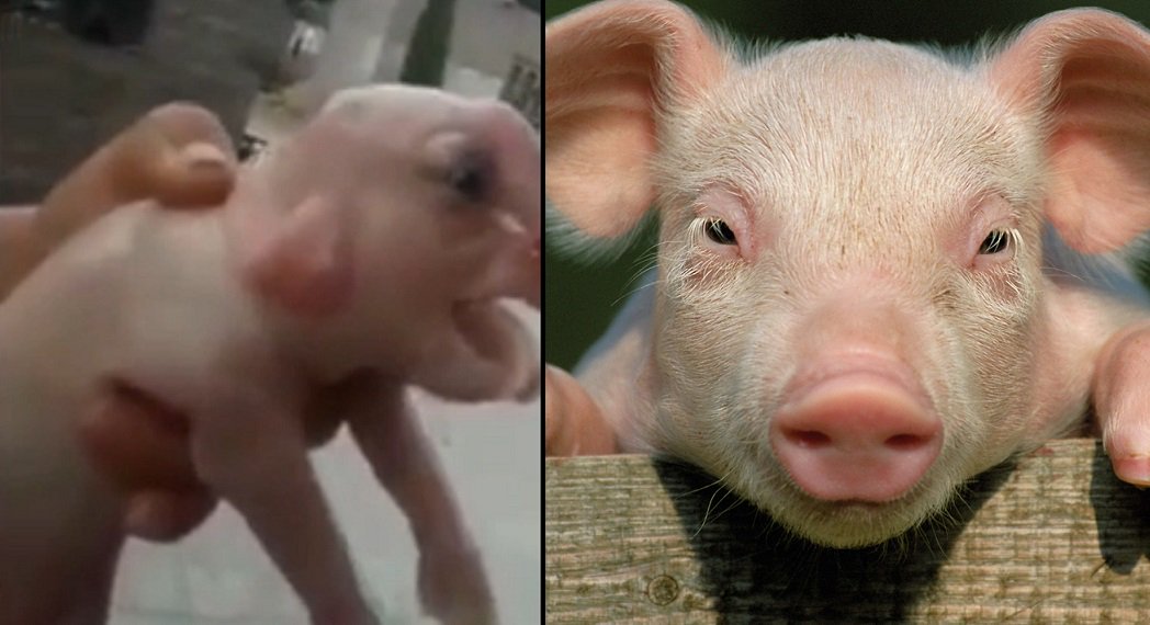 A mutant pig has been born with a 'penis' on its head and a human...