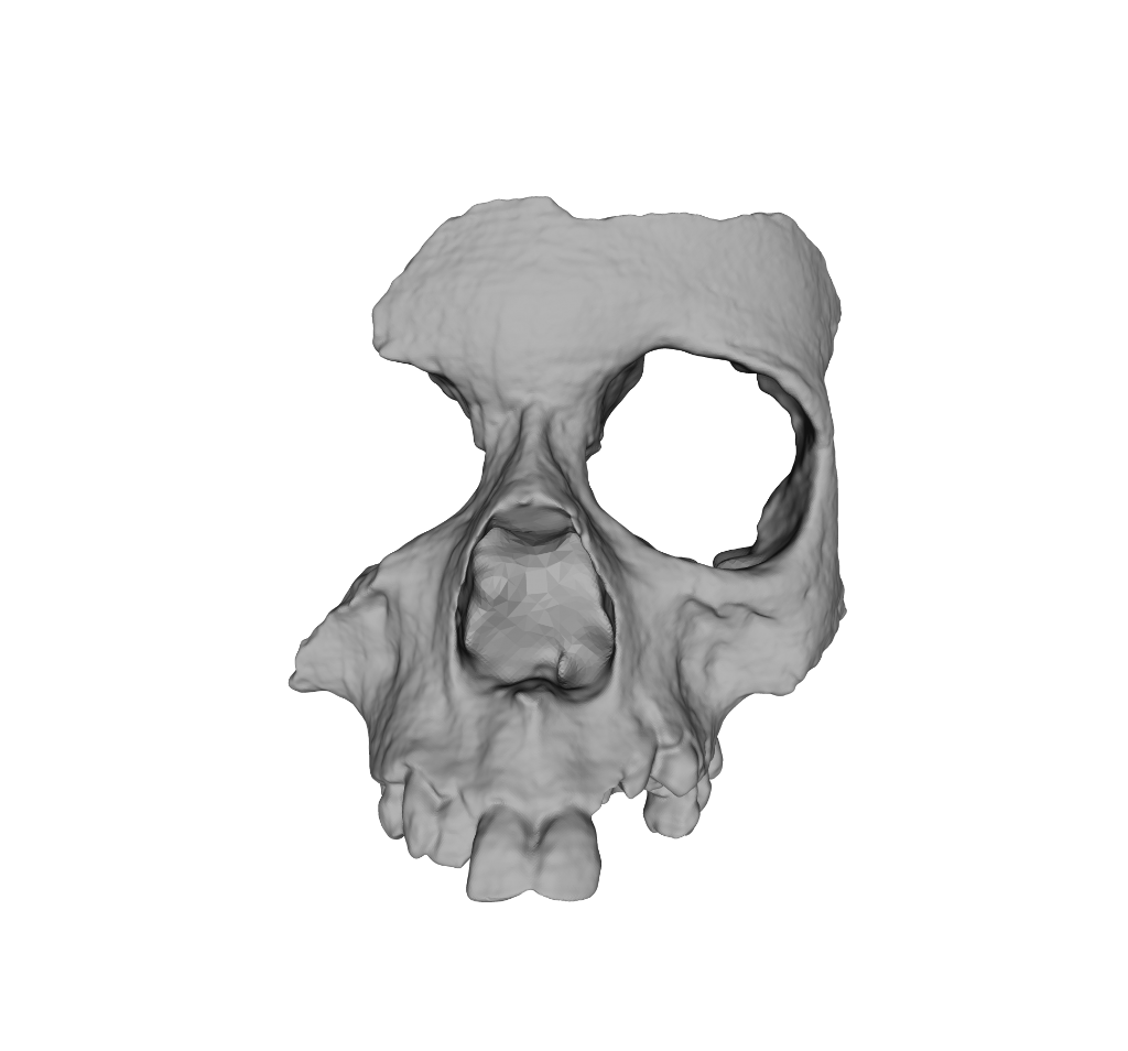 ForbesTech's tweet photo. 3D-printed bones are revolutionizing forensics and archaeology https://t.co/b6D1CVbU0e https://t.co/ECu5Lowo2I