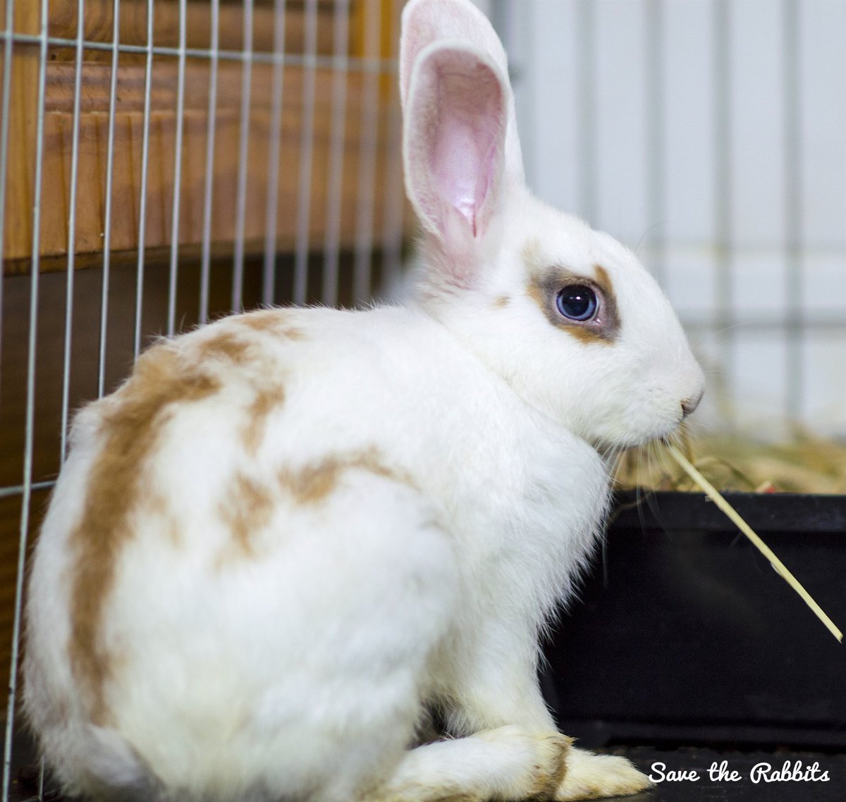 Pétalo tiene 5 meses, su hermana, su papá y su mamá ya han encontrado hogar. #adopta #Bcn ow.ly/QmB0303Uh9U