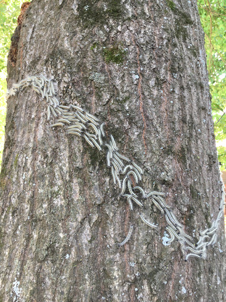 rab759's tweet image. Parade of caterpillars marching around an oak in the backyard. #neverseenthatbefore