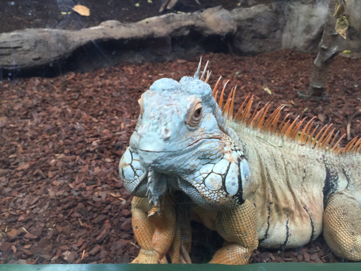 I'm at <a href="/CopenhagenZoo/">Copenhagen ZOO</a> in Frederiksberg, Hovedstaden swarmapp.com/c/e6bEZQ4fcsH