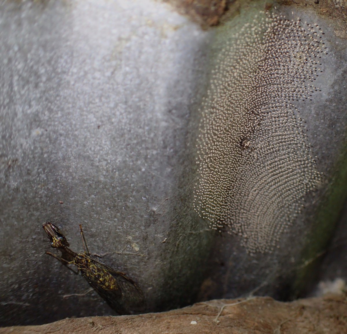 Gnarly_Larvae's tweet image. #Mantidfly with her eggs. I saw about 20 of them on my barn roof.
#Neuroptera #Lacewing #insect
Madison Co., Ky