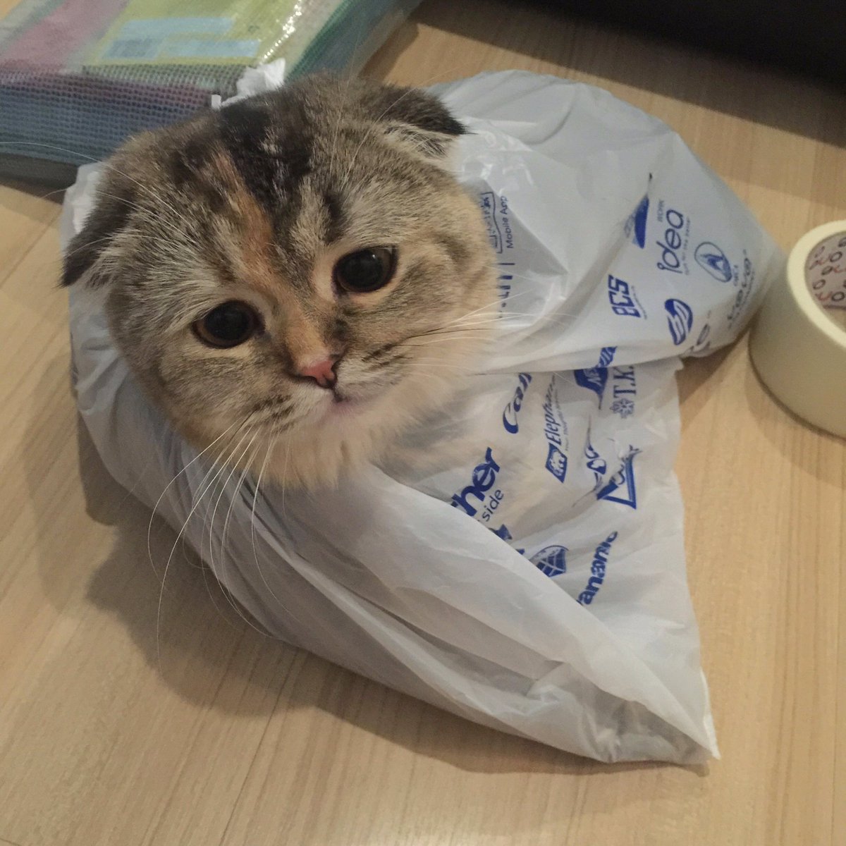 Bonusiie's tweet image. วุ่นวายตอนทำงานนักนะะ 555555555555555555555 #ทาสแมว