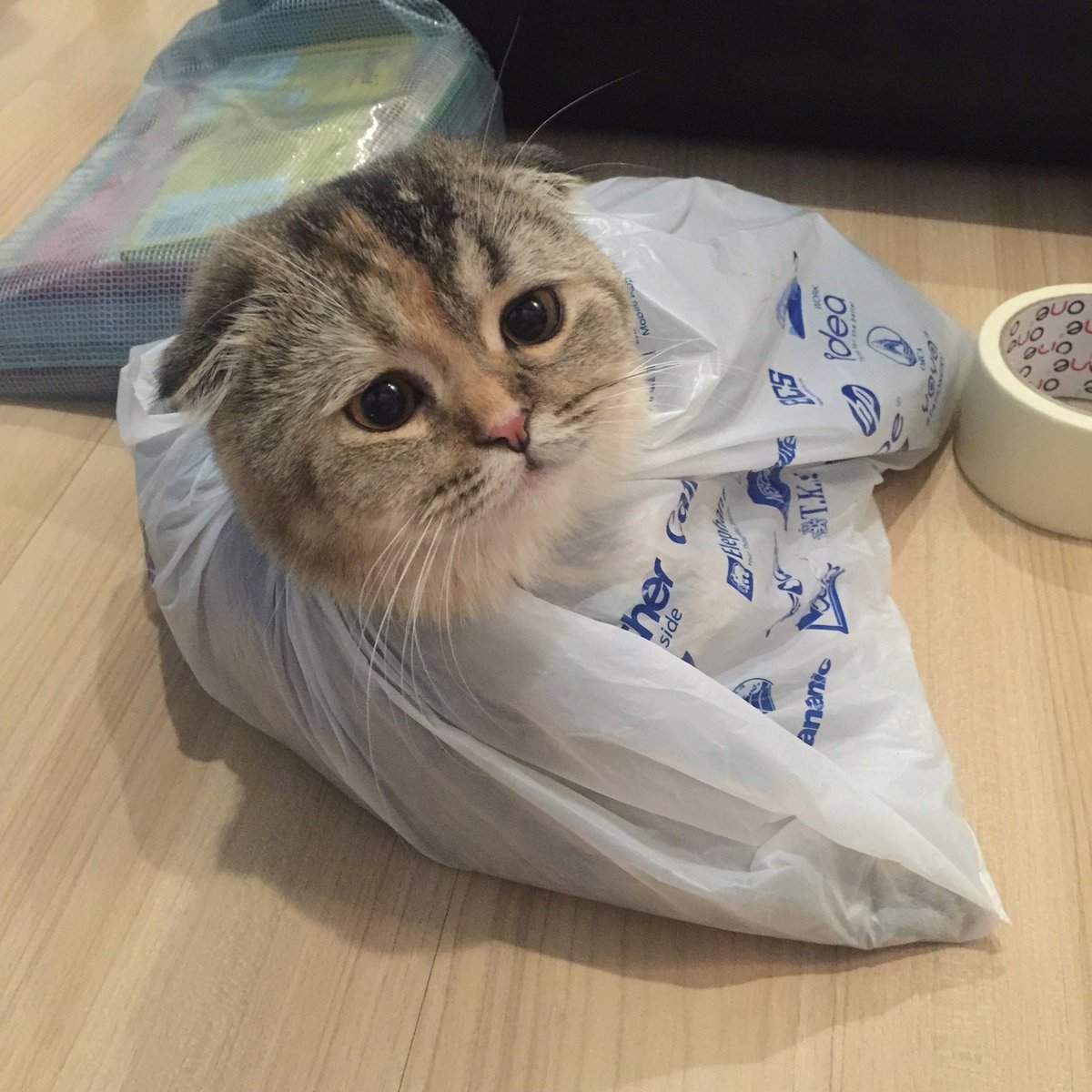 Bonusiie's tweet image. วุ่นวายตอนทำงานนักนะะ 555555555555555555555 #ทาสแมว