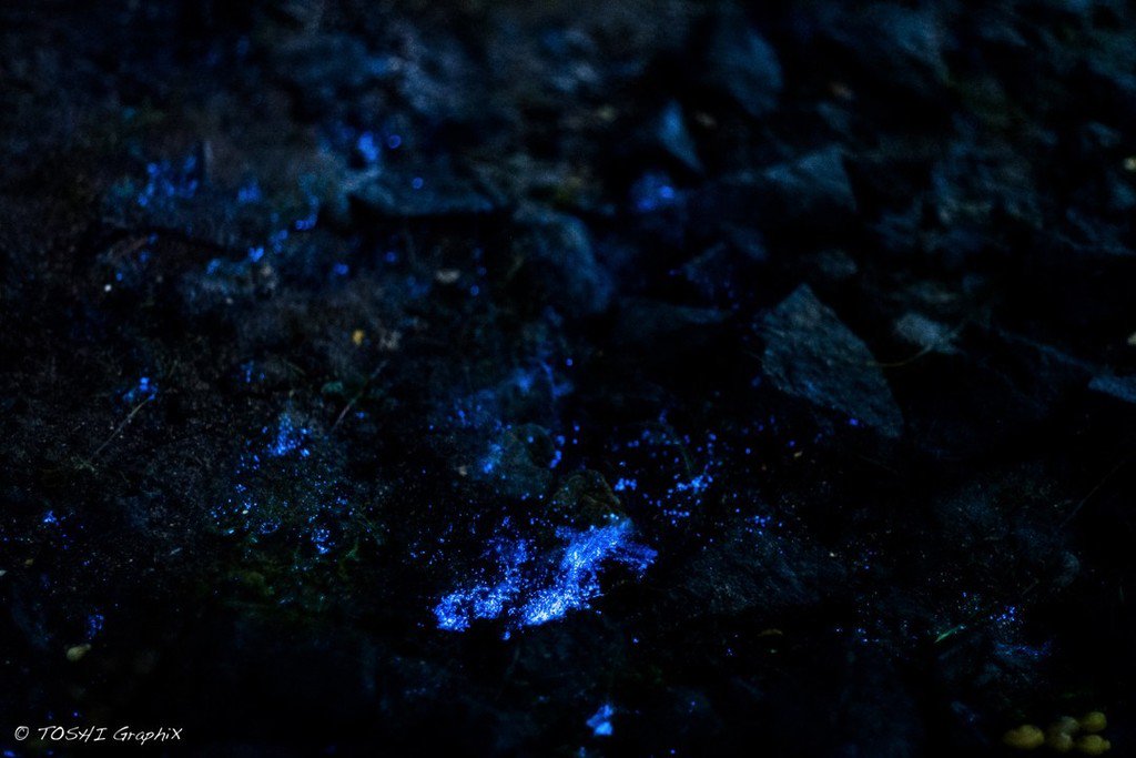 sc9's tweet photo. Bioluminescence at Willamstown
#Bioluminescence
#ファインダー越しの私の世界
#写真好きな人と繋がりたい
#Willamstown
#melbourne #visitmel… https://t.co/xLRvKD3TgV