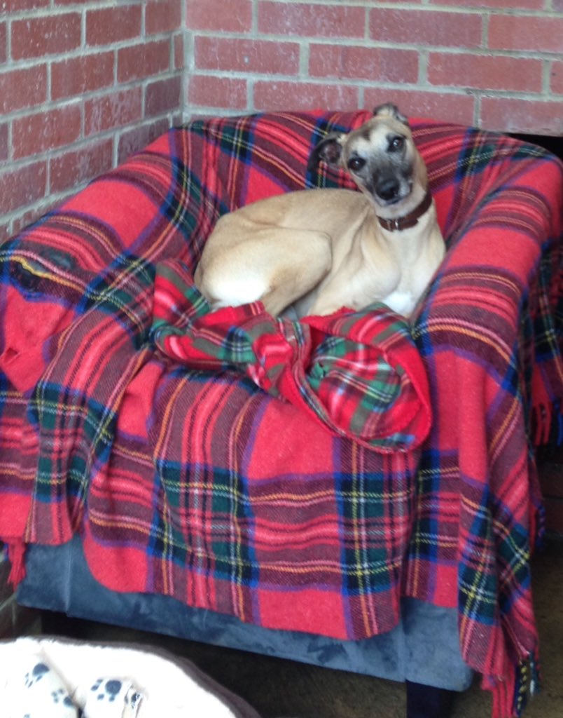 DT_Newbury's tweet image. Dash taking it all in his stride whilst the builders are hard at work #dogisforlife #adoptdontshop