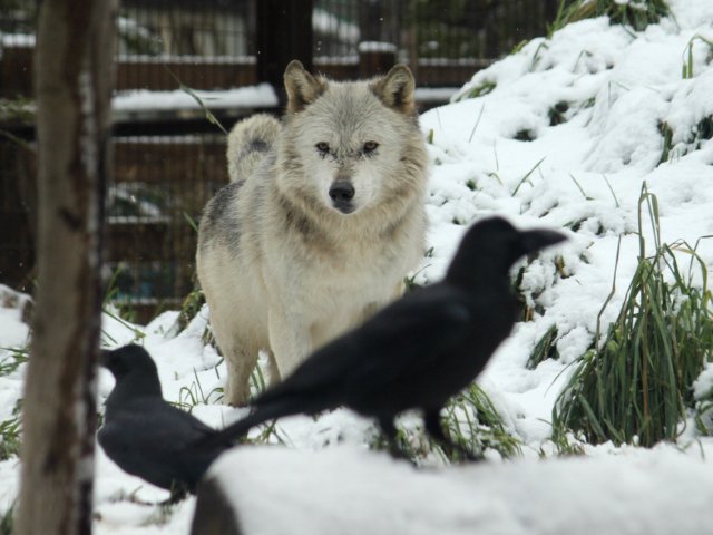 狼祭実行委員 本日9月6日はクロウ Crow カラスの日 でもあるらしいので 円山動物園で過去に見られたオオカミと カラス の様子を蔵出し オオカミ 狼情報