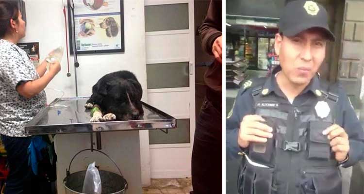 ddmexico's tweet photo. Policía investigado por balear a un perrito en el Centro Histórico… ¡sigue trabajando! https://t.co/bLkYk8AgIQ https://t.co/BO29tcyAlo