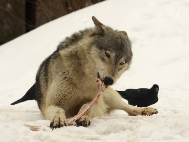 狼祭実行委員 カラスたちはオオカミ の周囲にたむろしたり近寄ったりして何をしていたのかというと しっぽの毛をねらっています 秋から冬にかけて カラスが オオカミで 遊んでいたように見える場面も多かったです 狼情報